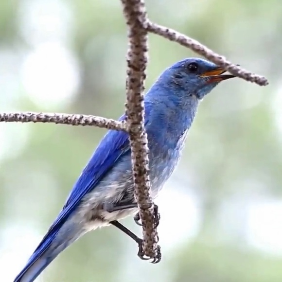 Meet your Posher, Sonele - Picture 5 of 6